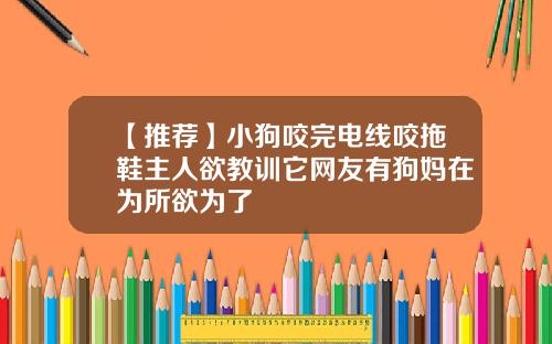 【推荐】小狗咬完电线咬拖鞋主人欲教训它网友有狗妈在为所欲为了