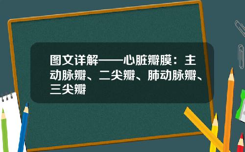 图文详解——心脏瓣膜：主动脉瓣、二尖瓣、肺动脉瓣、三尖瓣